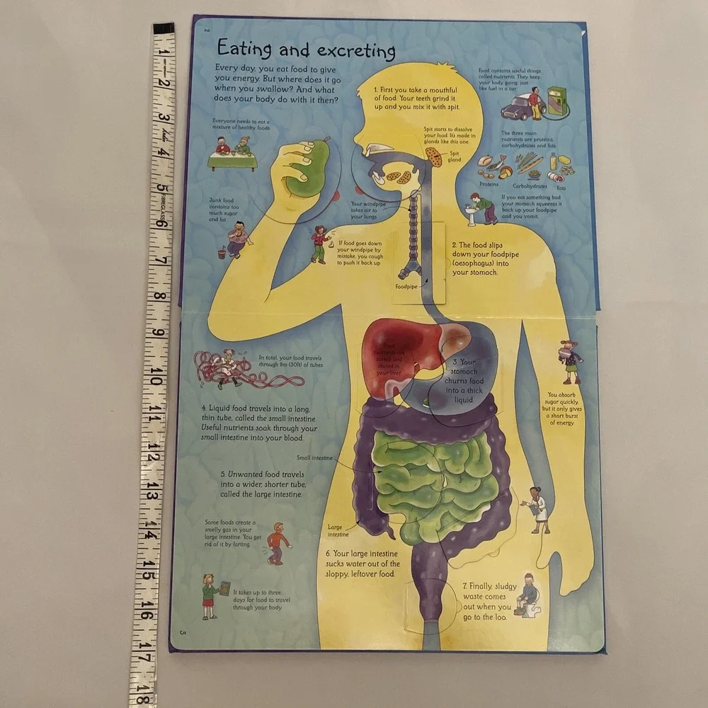 See Inside Your Body Large Board book With Educational‎ Information And Flaps